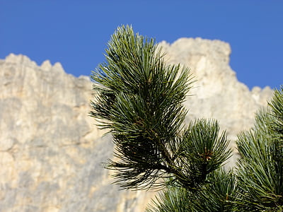 swiss stone pine, arve, conifer, alpine, tree, periwinkle, branch