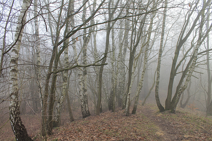 forest, birch, fog, nature, birch forest