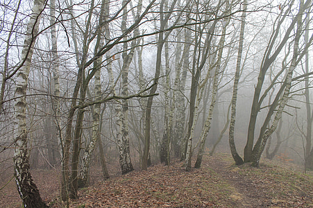 Wald, Birke, Nebel, Natur, Birkenwald