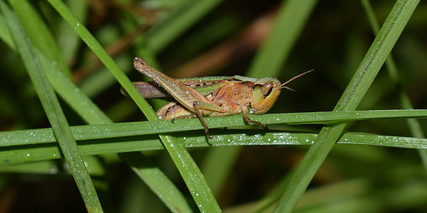 szöcske, ferde szembe szöcske, Hopper, rovar, közelről, kis, fű