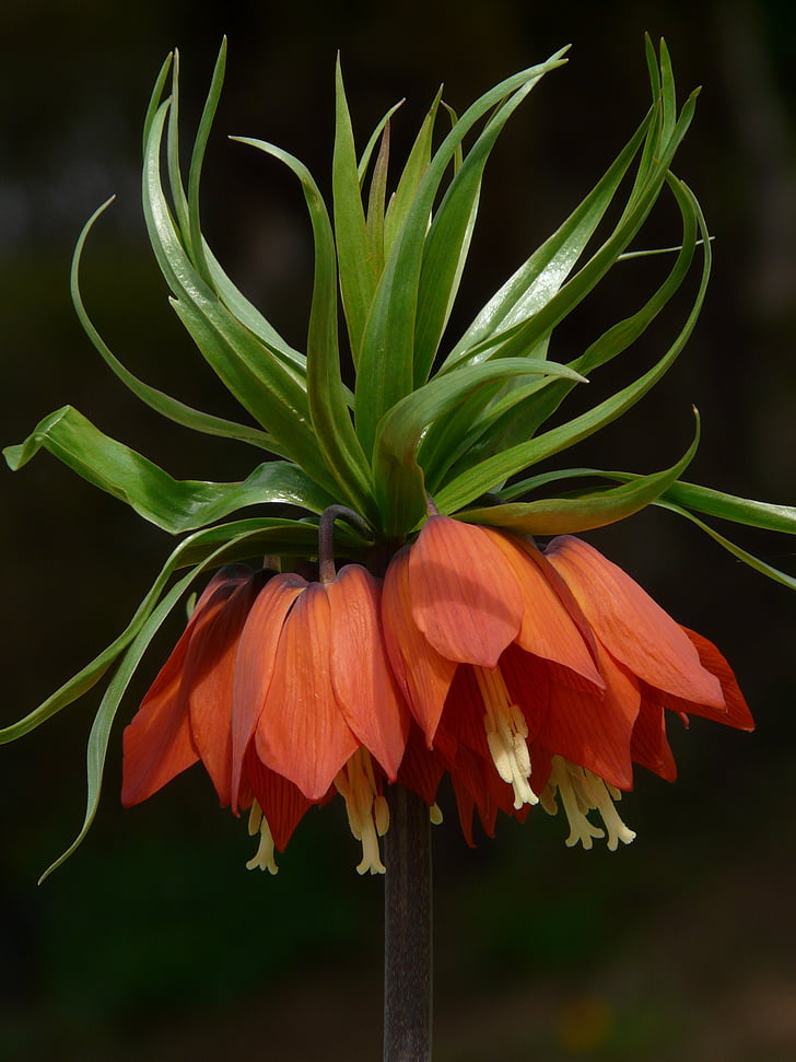 Imperial crown, Fritillaria imperialis, Fritillaria, familie van de lelie, Liliaceae, giftig, kruidachtige plant