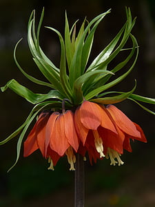 Couronne impériale, Fritillaria imperialis, Fritillaria, famille des liliacées, Liliaceae, toxique, plante herbacée