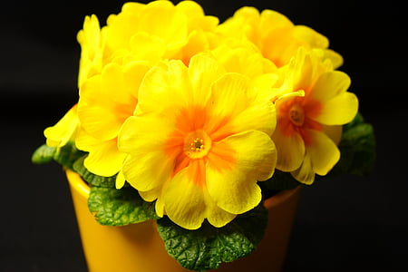 ηράνθεμο, Primula, άνθος, άνθιση, Κίτρινο, ηράνθεμο θερμοκηπίου, Primulaceae