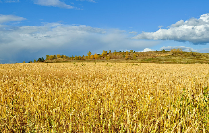 kukuřice, pole, venkova, obloha, podzim, uši a chléb