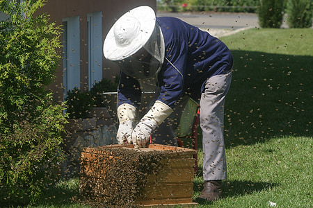 apicultor, abejas, jardín, miel de abejas, apicultura, panales de miel, colmena