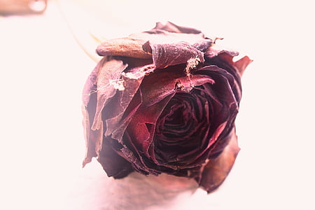 Rózsa, száraz, grunge, piros, szerelem
