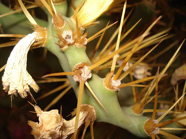 kaktus, blomst, Arizona, anlegget, ørkenen