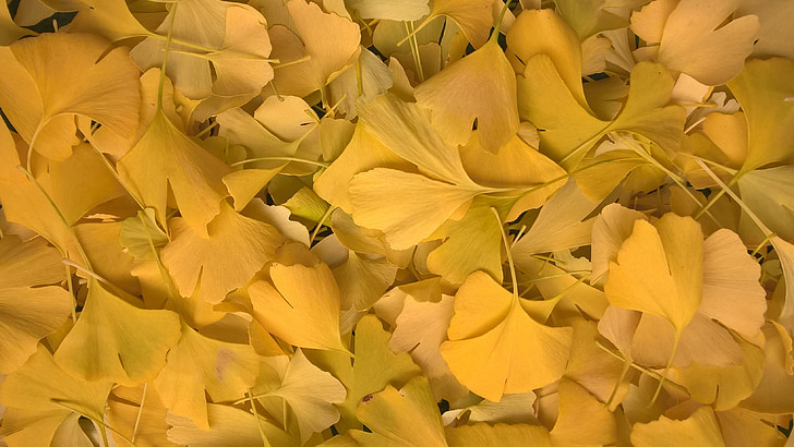 Listovi Ginko-leaves-yellow-autumn-preview