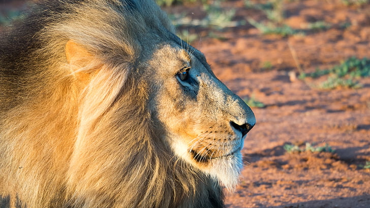 lion, mahne, sunset, cat, predator, south africa, animals
