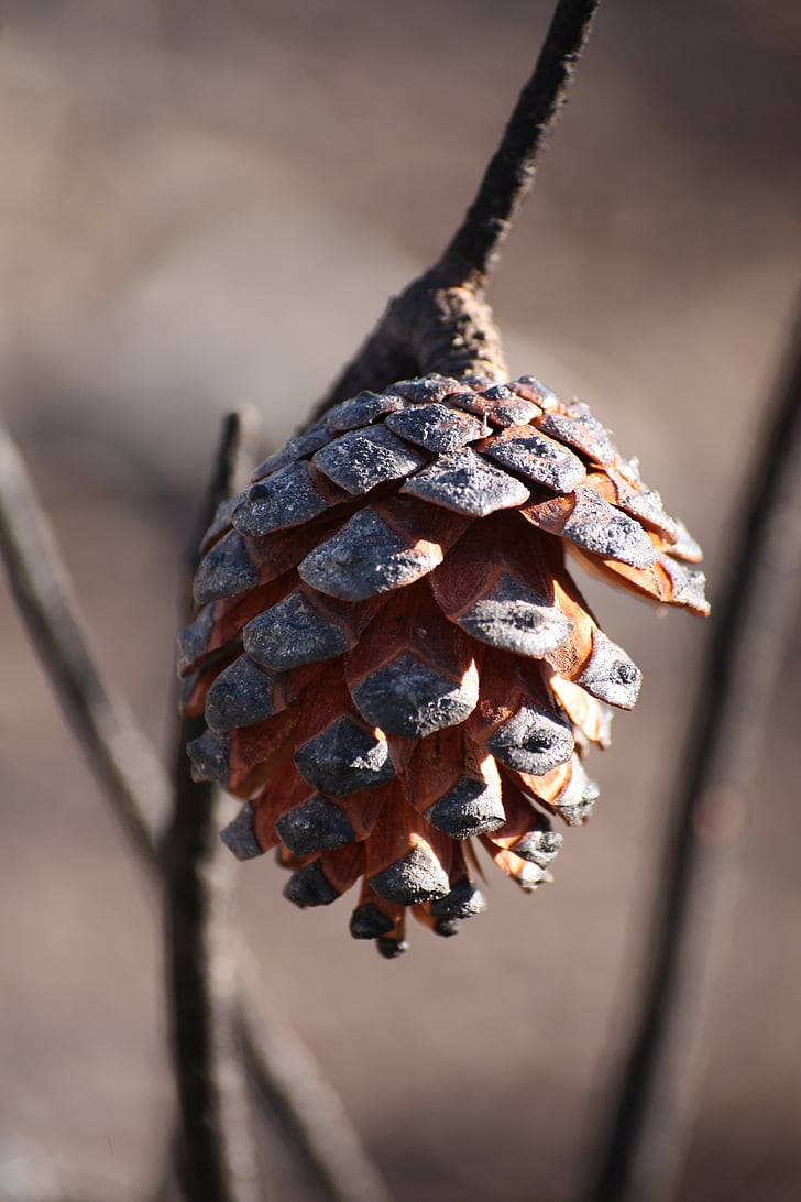 pinecone, forest, nature