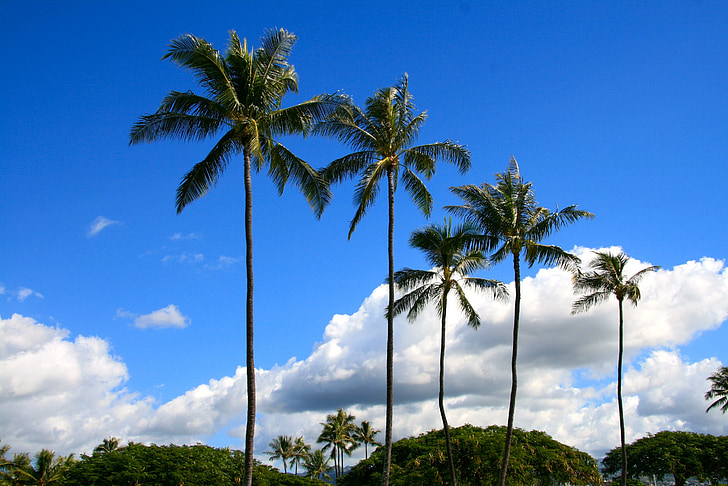 palms, hawaii, park, trees, scenery, nature, tropical