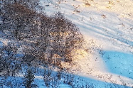 Schnee, Schatten, 'Nabend, Winter, Bäume, Wald, Winterlandschaft