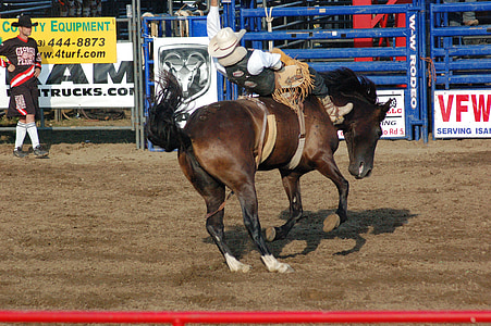 rodeo, cal, călare, cowboy, cursa de sport, concurs, sport competitiv