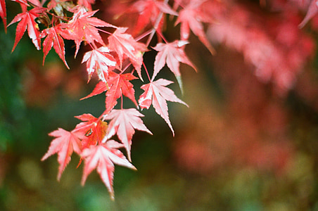 herfst, Herfstbladeren, Bladeren, kalender, rode esdoorn