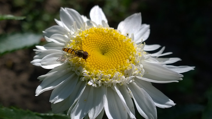 Daisy, nyári, rovar, természet, virág, méh, sárga