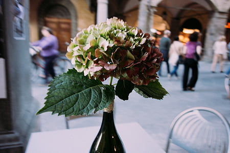 rojo, Blanco, hortensias, flor, Centro de mesa, cerrar, Foto