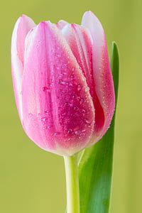 Tulip, квітка, макрос, Флора, завод, сад, цвітіння
