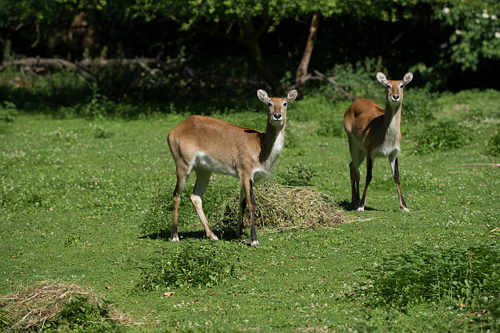 Roe deer, padang rumput, liar, menunjuk bunga, alam, tanaman, musim panas
