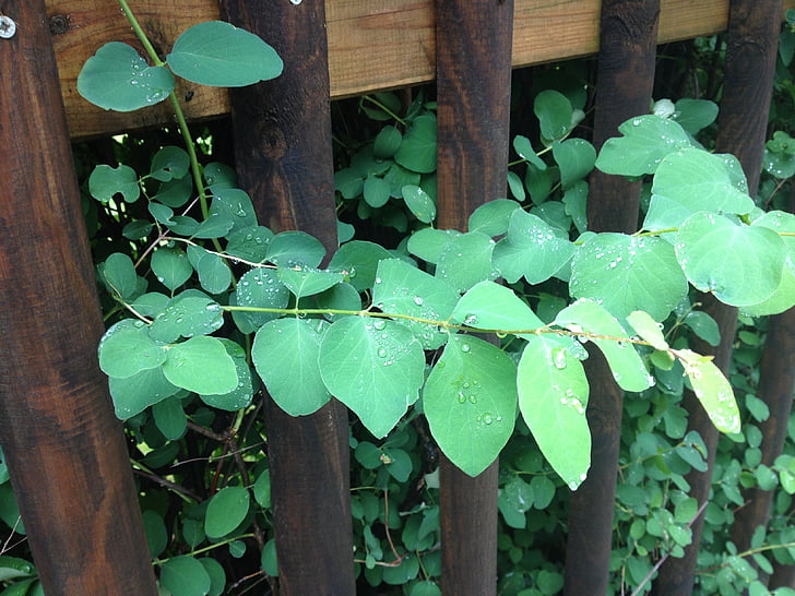 Leaf, grön, staket, regn, regndroppe, DROPP, grönt blad
