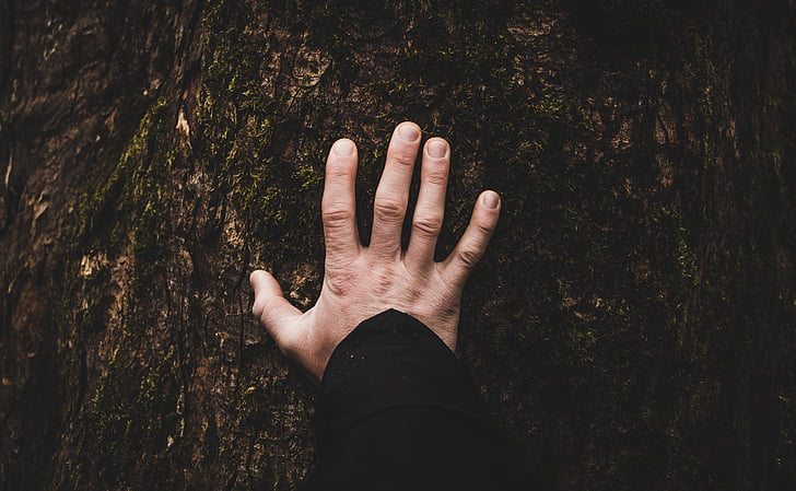 træ, plante, hånd, finger, menneskelige hånd, menneskelige kropsdel, én person