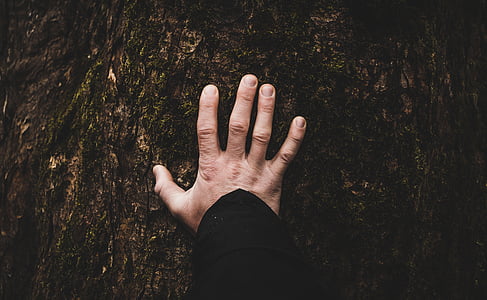 tree, plant, hand, finger, human hand, human body part, one person