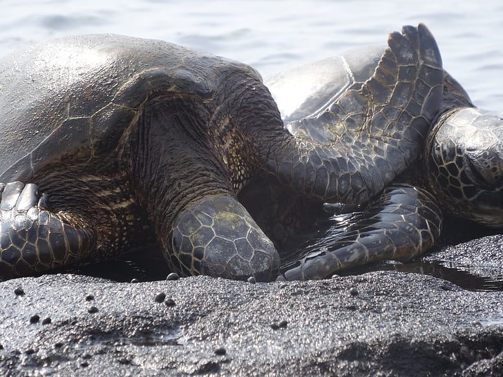 bruņurupucis, jūra, jūras bruņurupucis, okeāns, krasts, lielais Islandes, Hawaii