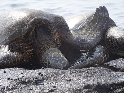 schildpad, zee, zeeschildpad, Oceaan, kust, grote IJsland, Hawaii