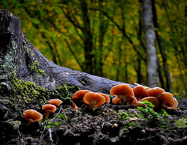 gljiva, divlje, priroda, šuma, hrana, prirodni, jesen