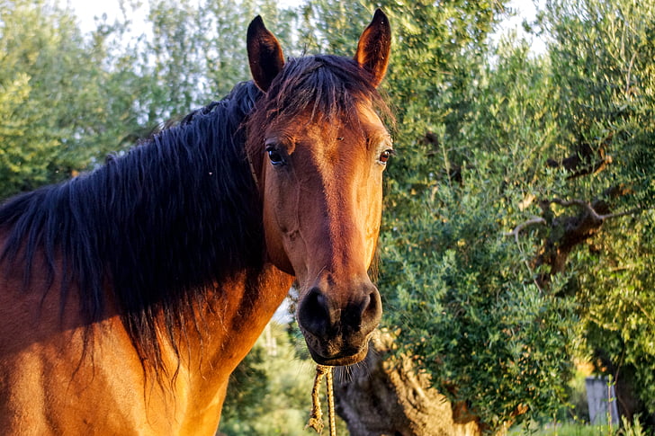 caballo, Retrato, cabeza, orgullo, Semental, caballos, Parque Nacional del Pollino