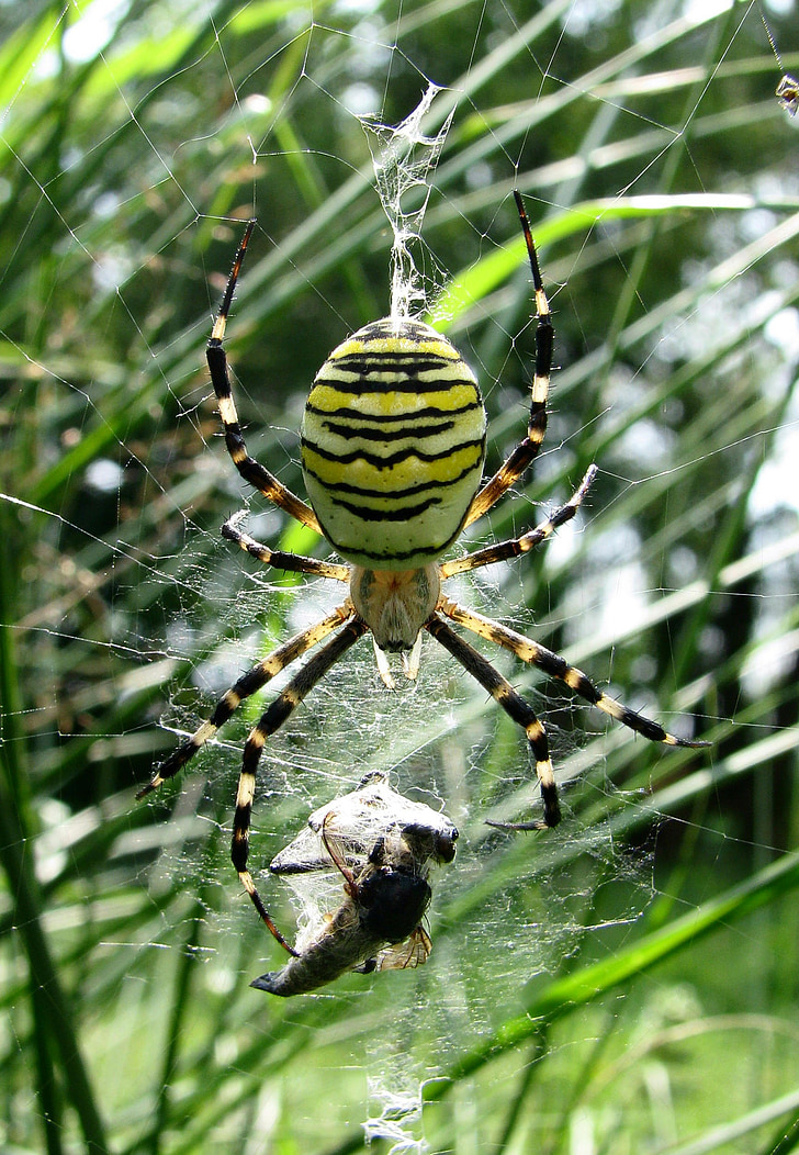 edderkop, hveps spider, argiope bruennichi, Web, arachnid, Predator, Wildlife