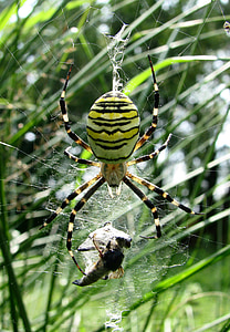 거미, 말 벌 거미, argiope bruennichi, 웹, 거미 류의 동물, 프레데터, 야생 동물