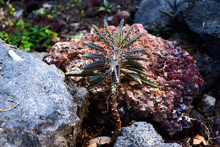 El Salvador, Desert flower, roci, stem, natura