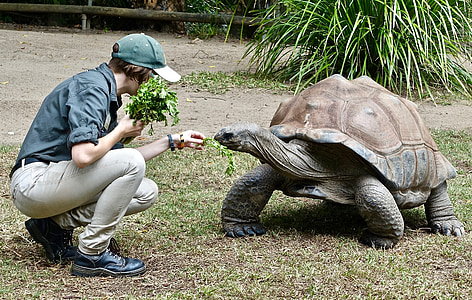 tortoise, feeding, animal, wildlife, shell, giant, big