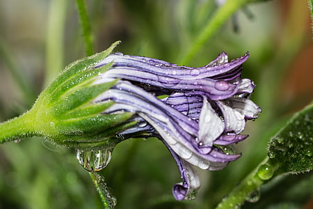 macro, Osteospermum ecklonis, panier de Cap, marguerite de Bornholm, blanc, violet, Marguerite
