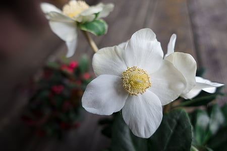 圣诞玫瑰, 花, 白色, winterblueher, 开花, 绽放, 白花