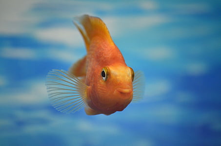 Aquari, peixos petits, l'aigua, blau, d'or, animal, sota l'aigua