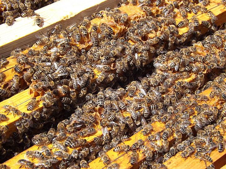 bijen, Bijenkorf, bijenteelt, honing, drukke, honingbijen, Kolonie