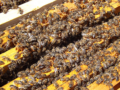 abelles, rusc, l'apicultura, mel, ocupat, abelles, Colònia