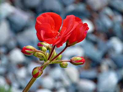 Geranium, czerwony, kwiat, ogród, kwiatowy, Flora, ogrodnictwo