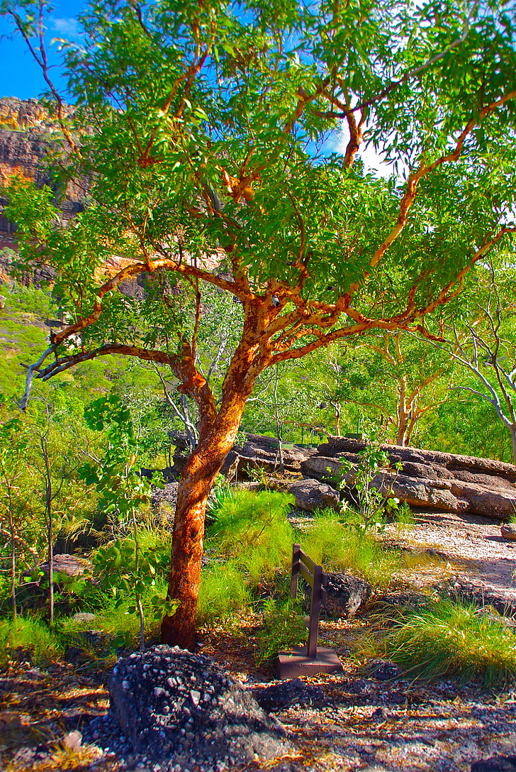 drzewo, Australia, czerwony, roślina, Kolor, naturalne, jasne