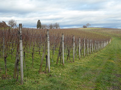landscape, vines, winegrowing, wine region, vineyard, wine, vine