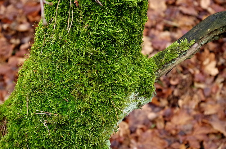 mossy trunk, moss, tree, forest