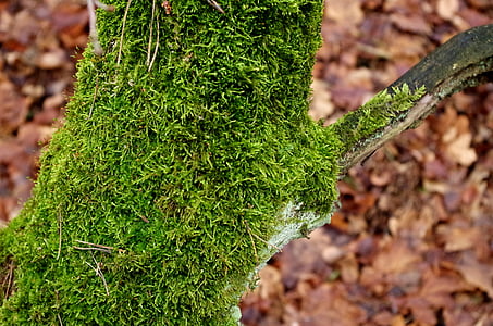 trunchi acoperit de muşchi, Moss, copac, pădure