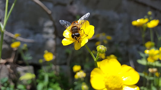 flowers, bee, garden, spring, pollen, insect