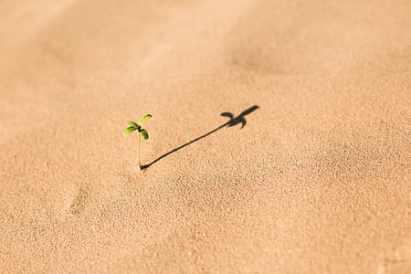 wit, zand, strand, woestijn, plant, zonnige, dag