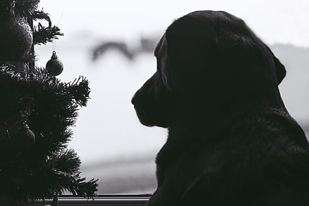 cão, animal, Labrador, cãozinho, cães, saudade, janela
