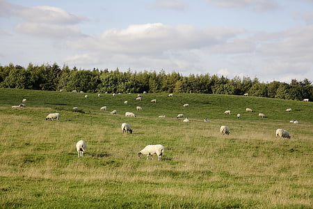sheep, grazing, field, grass, pasture, wool, fleecy