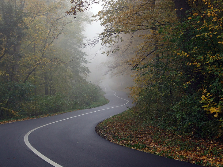 road, forest, fog, travel, autumn, nature, tree
