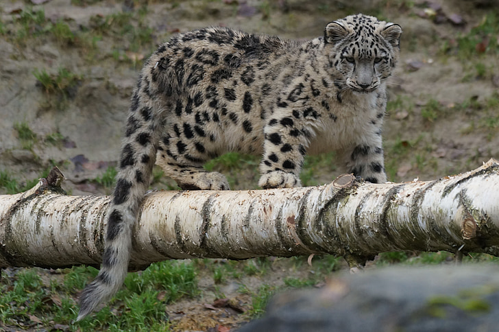 léopard des neiges, jeune, ludique, faune, animal, carnivore, animaux à l’état sauvage