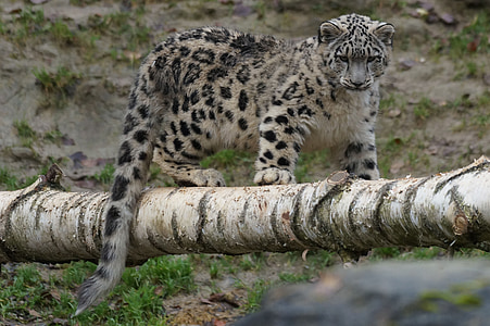 Snow leopard, unga, lekfull, vilda djur, djur, rovdjur, djur i vilt